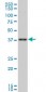 TFAP4 Antibody (monoclonal) (M02)